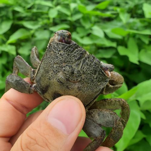 Hỗ trợ tìm kiếm quy trình sản xuất giống