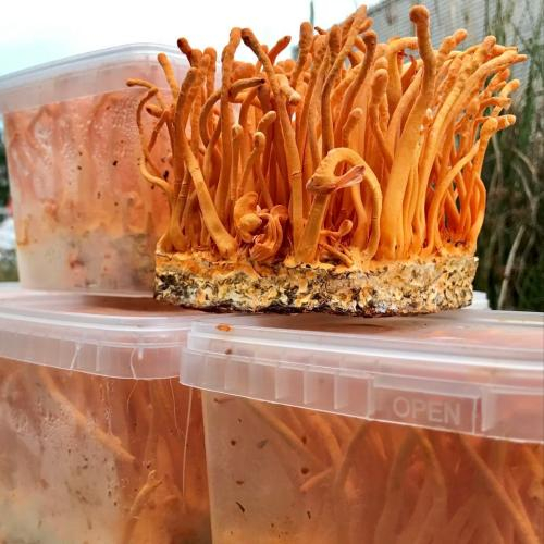 Sơ chế nhẹ nhàng