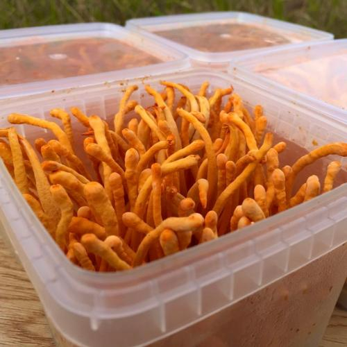 Vì sao đông trùng hạ thảo đắt và quý?