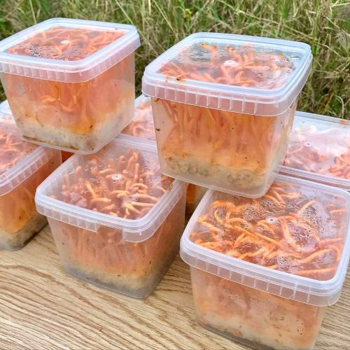 Có món ăn nào phù hợp cho người già không?