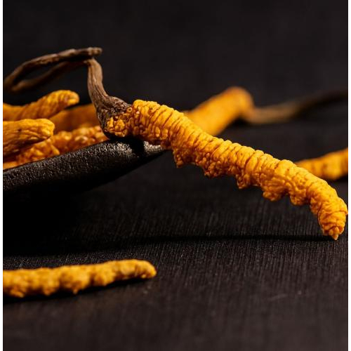 Đông trùng hạ thảo tự nhiên (Ophiocordyceps sinensis)