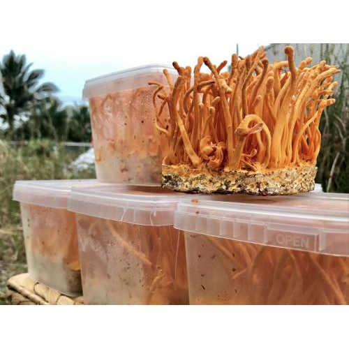 Đông trùng hạ thảo tươi là gì?