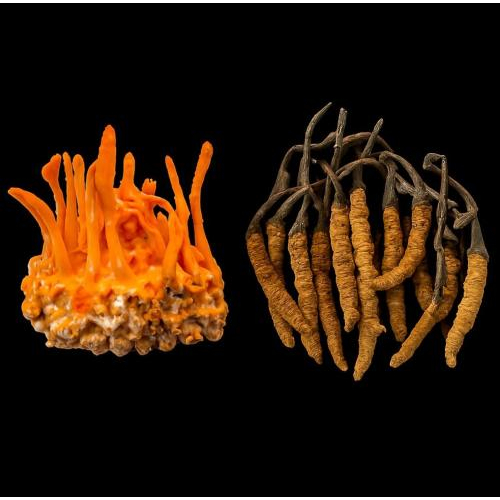 Các hoạt chất chính trong đông trùng hạ thảo