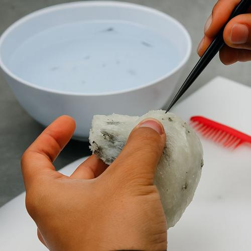 Ngâm yến để tăng trọng lượng