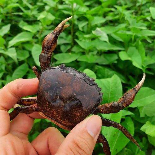 Tập tính sinh tồn