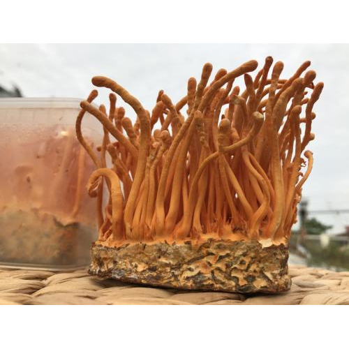 Người rối loạn đông máu