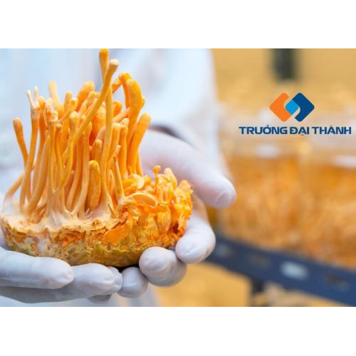 Trưởng Đại Thành Group