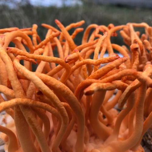 Cordyceps militaris
