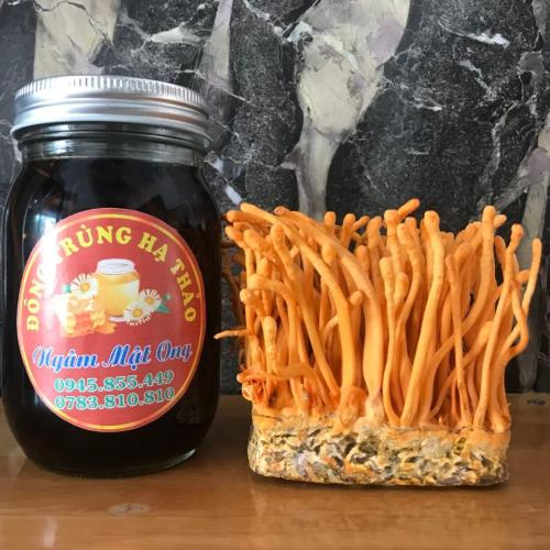 Top 10 Cách Nấu Canh Đông Trùng Hạ Thảo Bổ Dưỡng Nhất