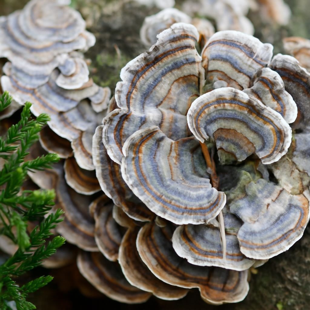 Dùng nấm linh chi bao lâu thì thấy hiệu quả?