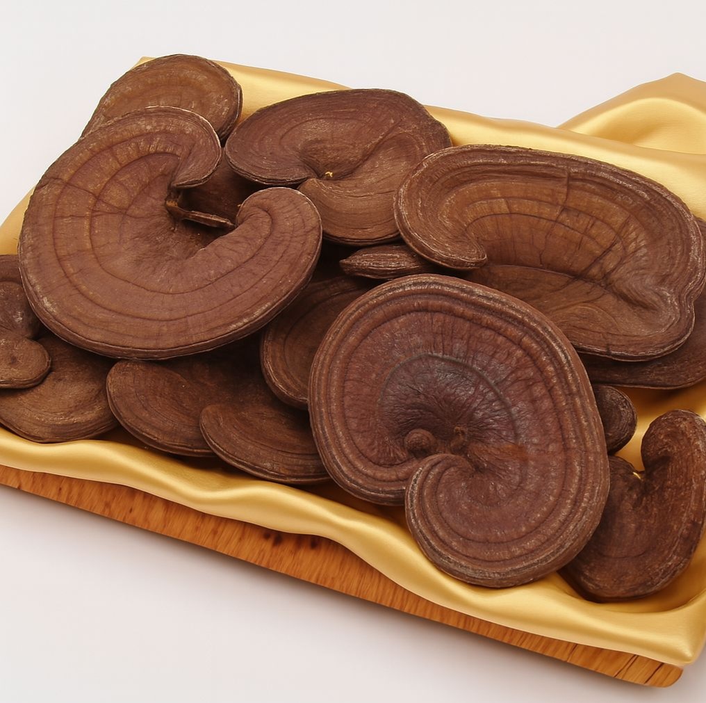 Độ cứng của tai nấm