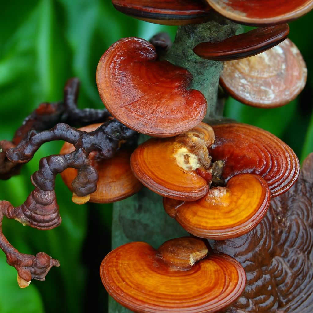 Xoa dịu căng thẳng