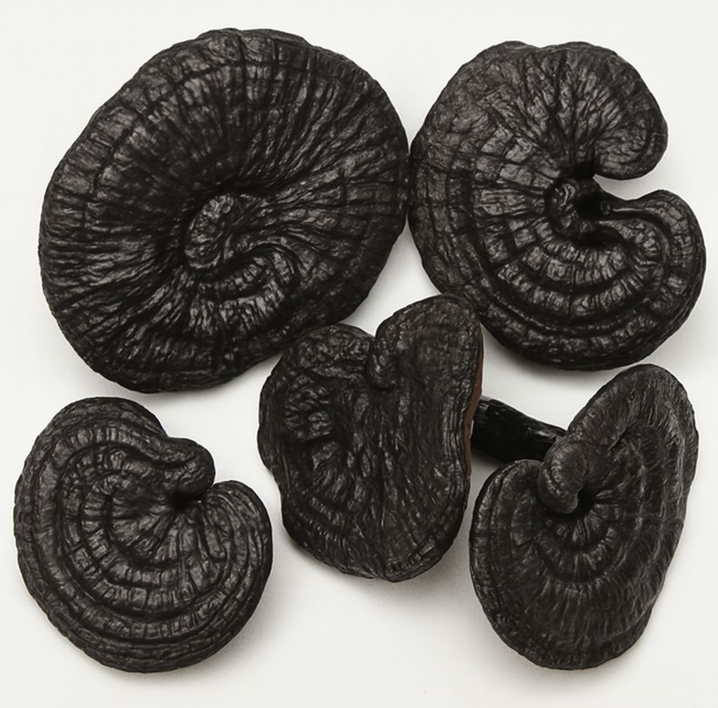 Có mấy loại nấm linh chi?