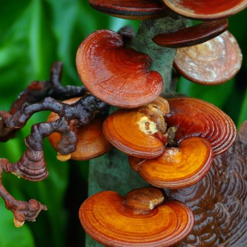 Về đối tượng sử dụng