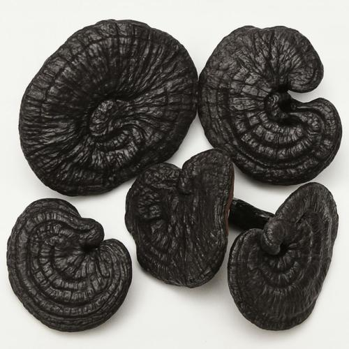 Nấm linh chi đen là gì?