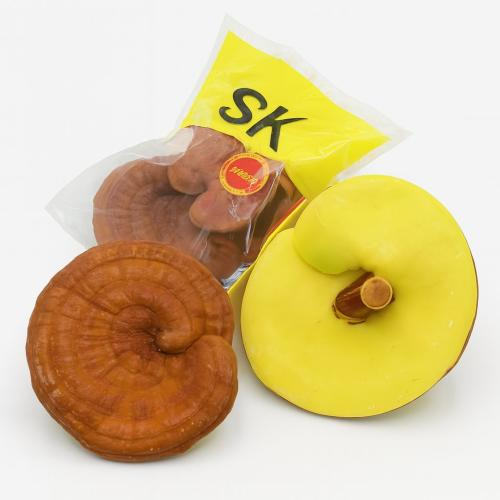 Nấm Linh Chi Vàng Có Tác Dụng Gì? Nấm Linh Chi Vàng Hay Đỏ Tốt Hơn?