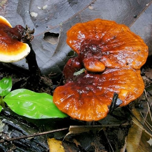 Cách dùng nấm linh chi