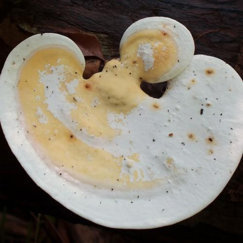 Nấm linh chi trắng là gì?