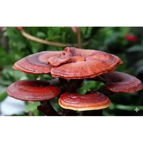 Nấm linh chi là nấm gì?