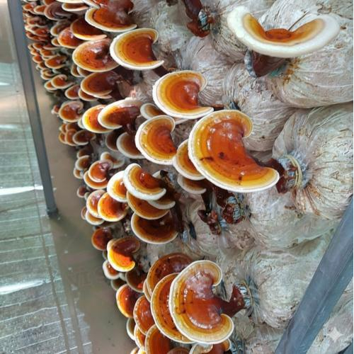 Nấm Linh Chi Nên Uống Trong Thời Gian Bao Lâu?