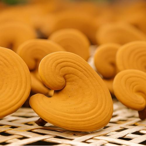 Bào Tử Nấm Linh Chi Có Tác Dụng Gì?