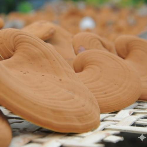 Bào tử nấm linh chi là gì?