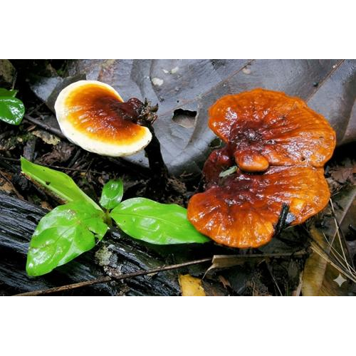 Nấm linh chi có mấy loại?