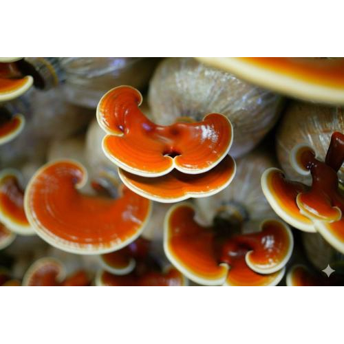 Thời điểm nào uống nấm linh chi là tốt nhất?