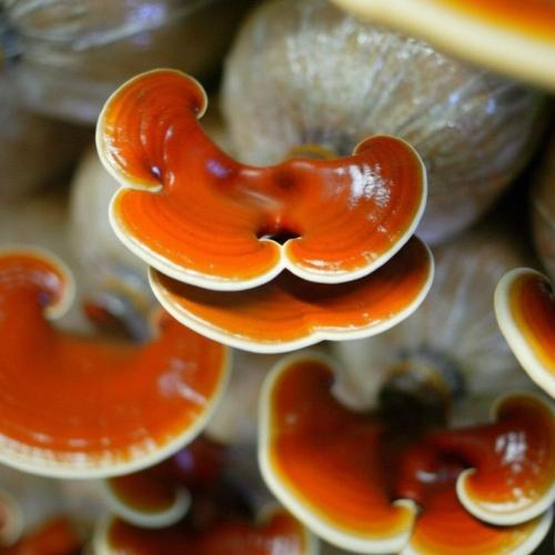 Thuốc trị tiểu đường