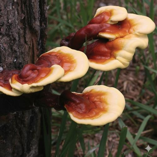 Nấm linh chi tự nhiên (hoang dã)