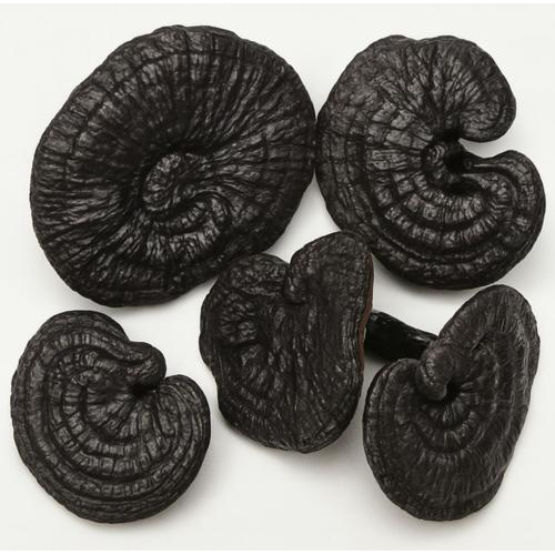 Có mấy loại nấm linh chi?