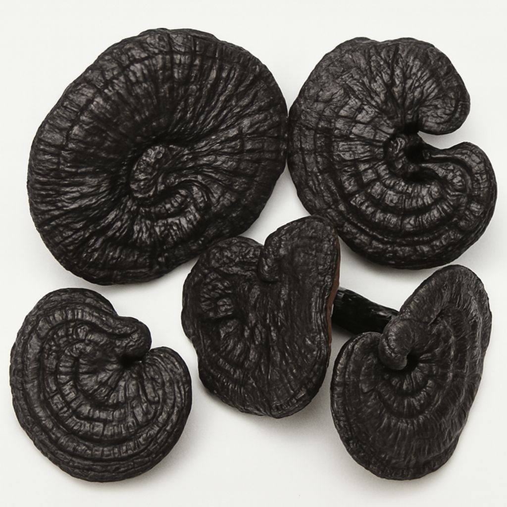 Nấm linh chi đen là nấm gì?