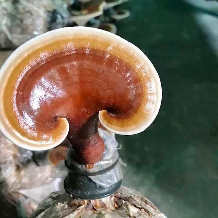 Điểm Danh Ai Không Nên Dùng Nấm Linh Chi?