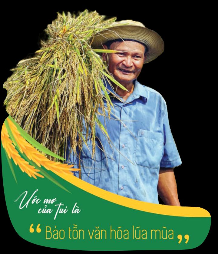 Gạo lúa mùa Tư Việt là gì?