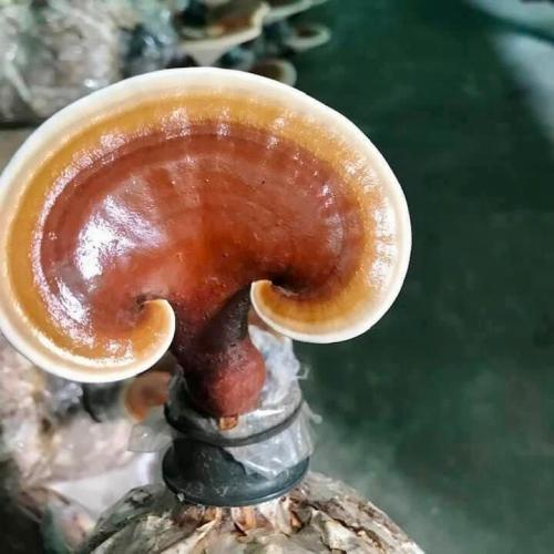 Hỗ trợ cải thiện mụn trứng cá