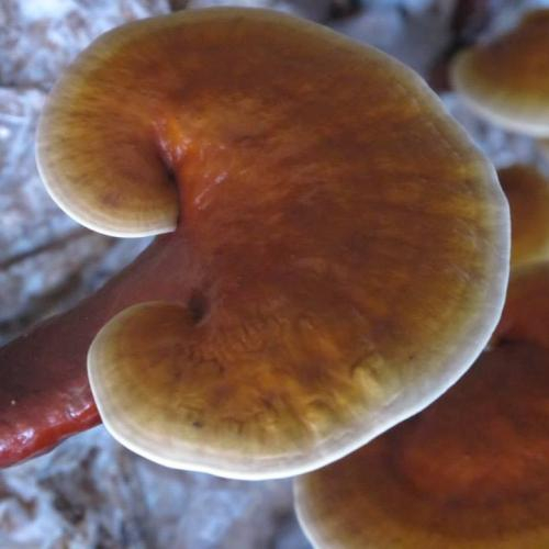 Cách thu hoạch nấm linh chi rừng