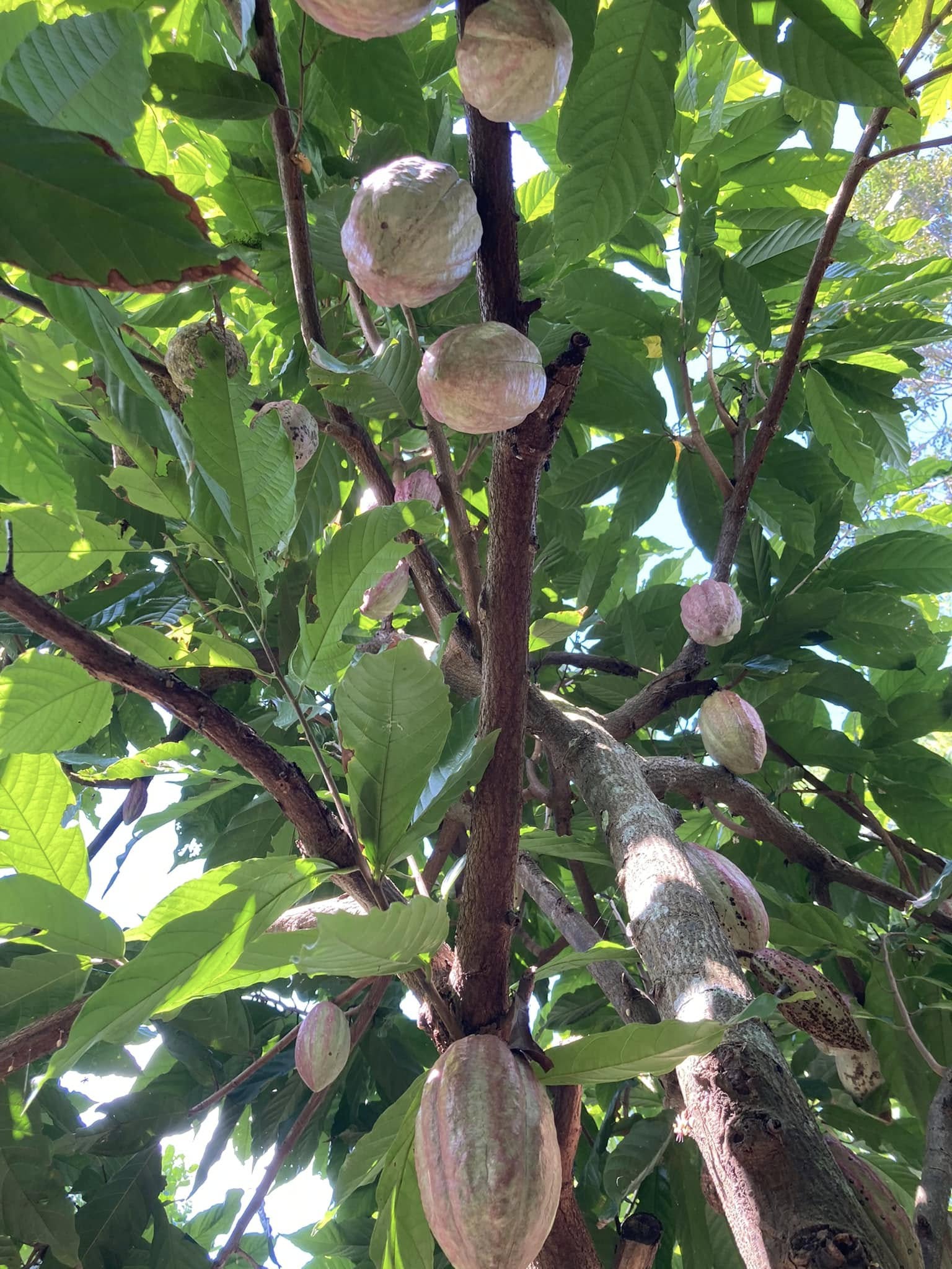 Loại hạt cacao nào tốt nhất để làm sô cô la?