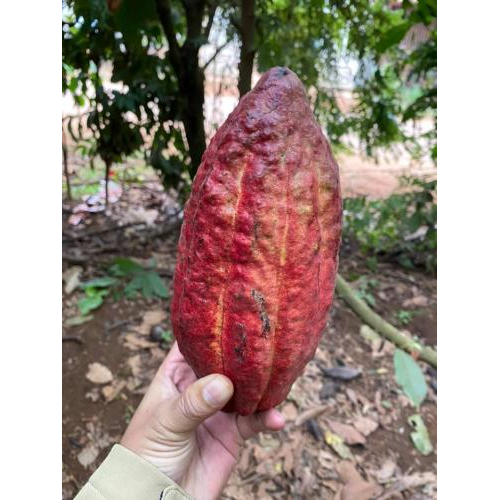 Quy trình chế biến hạt cacao