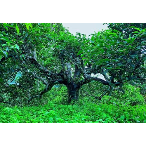 Giống chè Shan tuyết cổ thụ