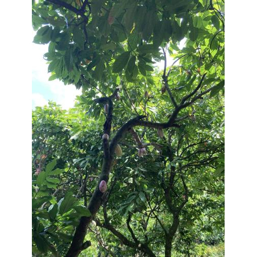 Socola đen giàu chất chống oxy hóa