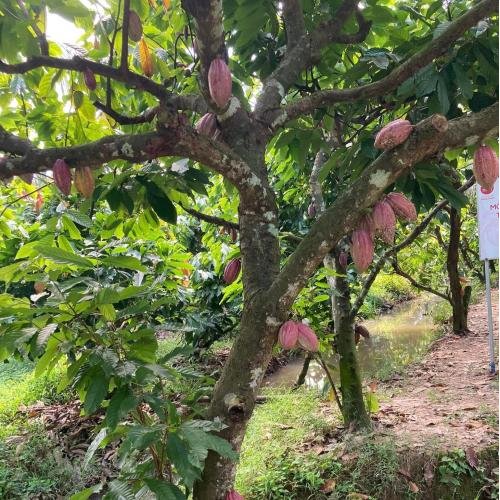 Nguồn gốc của ca cao