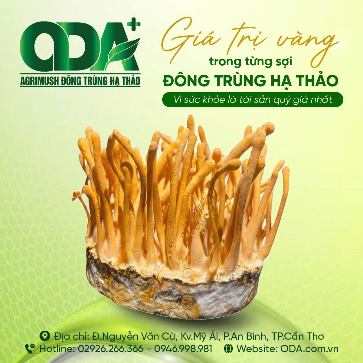 Dùng đông trùng hạ thảo cần lưu ý gì?