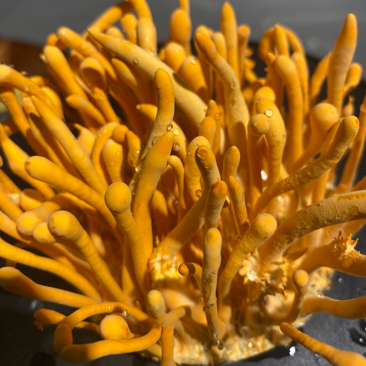 Giống đông trùng hạ thảo đầu vào