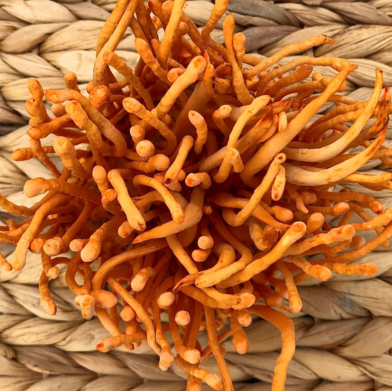 7. Địa chỉ mua đông trùng hạ thảo tươi uy tín