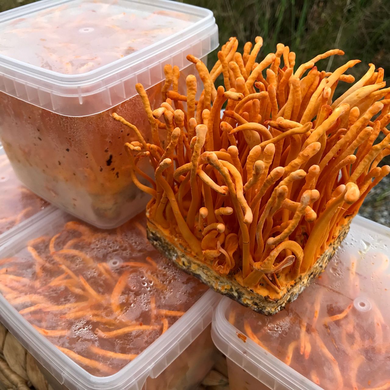 Có dấu hiệu ngấm nước