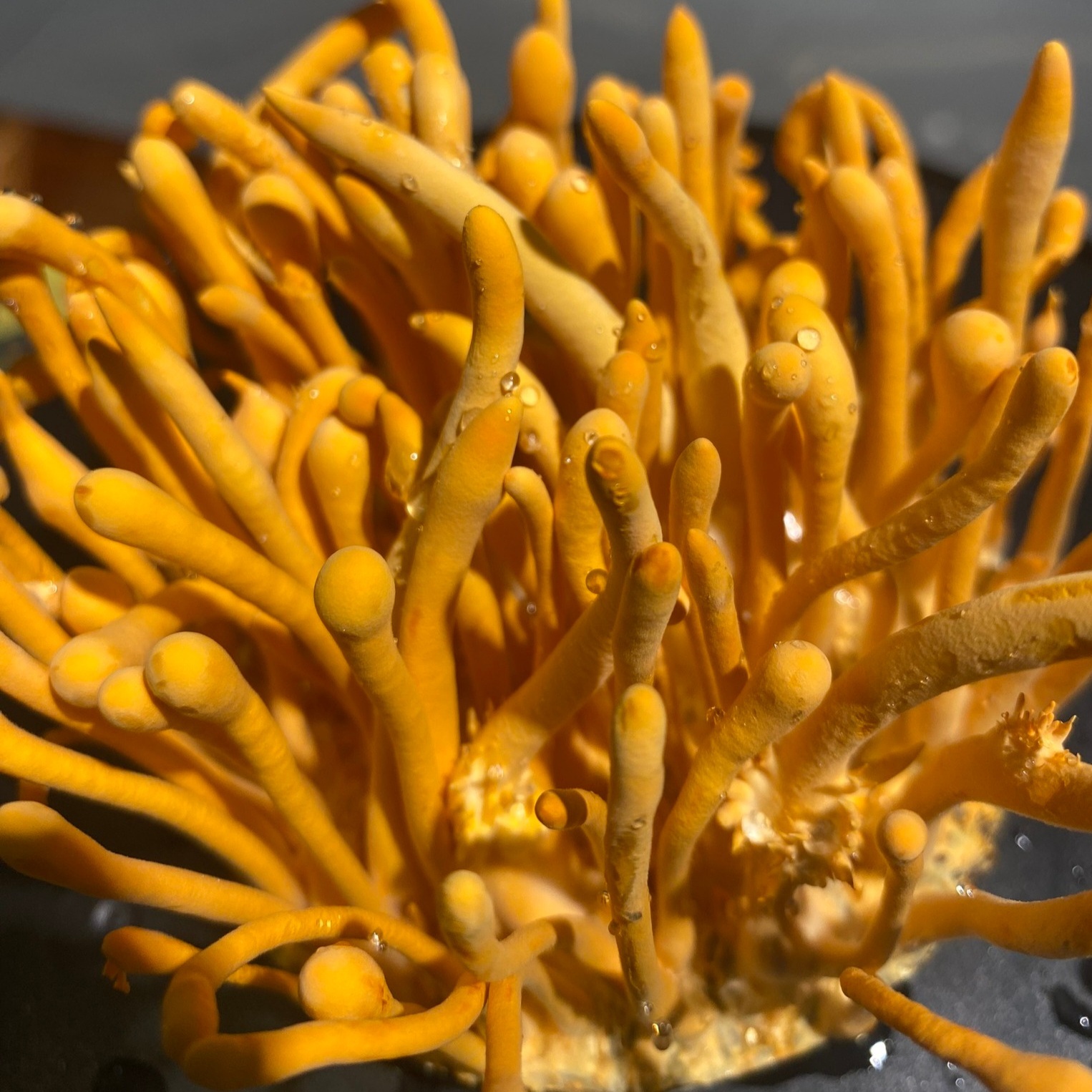 Độ tươi mới nguyên bản