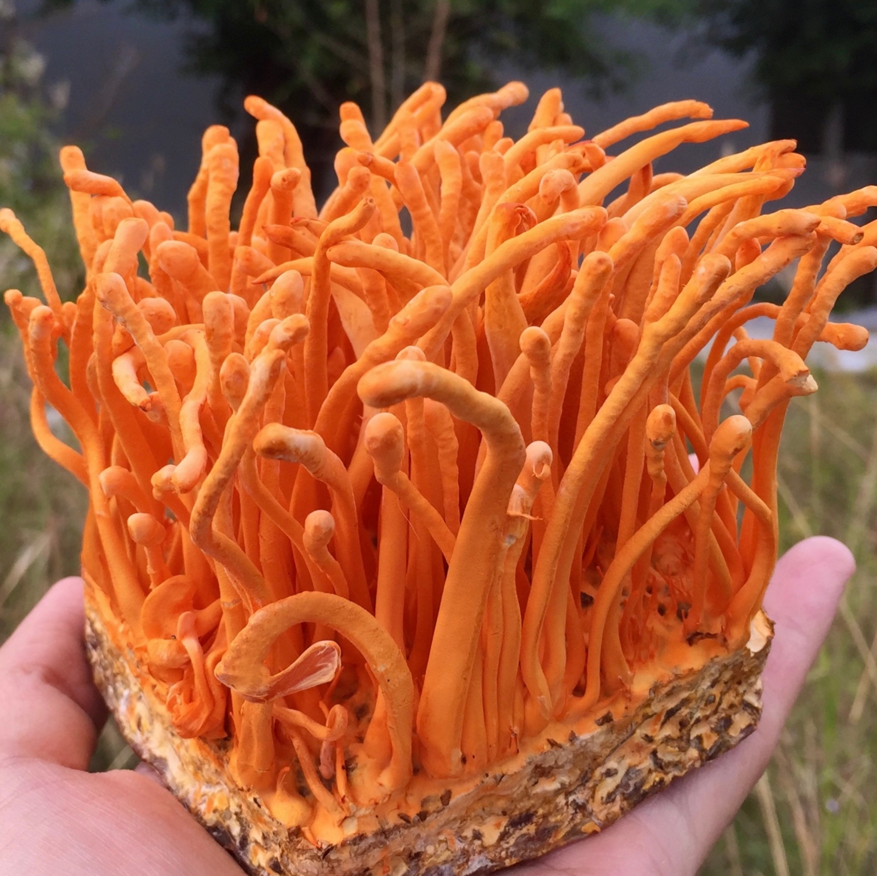 1. Khi pha trà đông trùng hạ thảo tươi (5 phút)