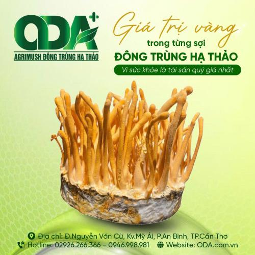 Dùng đông trùng hạ thảo cần lưu ý gì?