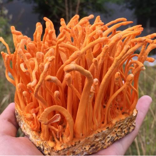 Đông trùng hạ thảo tươi là gì?