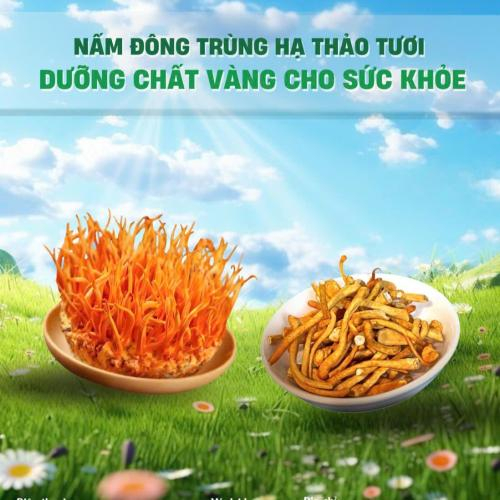 Đông trùng hạ thảo sấy thăng hoa có mất chất không?
